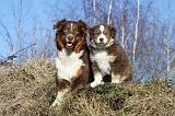 BERGER AUSTRALIEN - ADULT & PUPPY 043